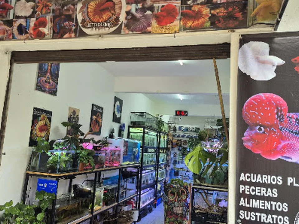 Foto de Acuario Bettas Leinad México