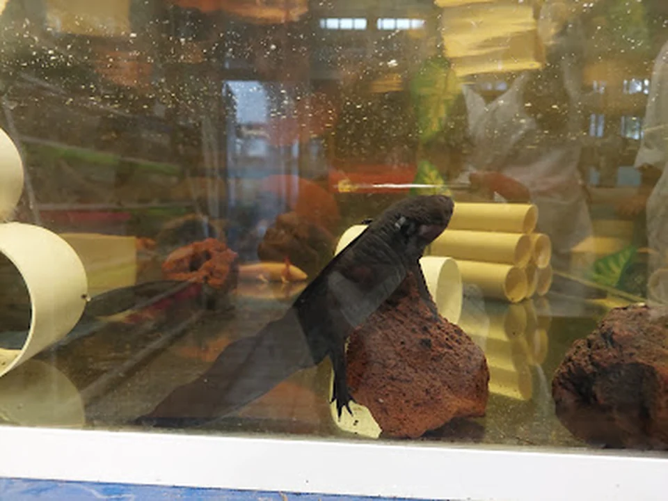 Acuario CCH Vallejo