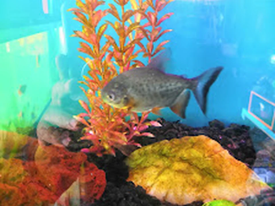 Acuario el Ángel