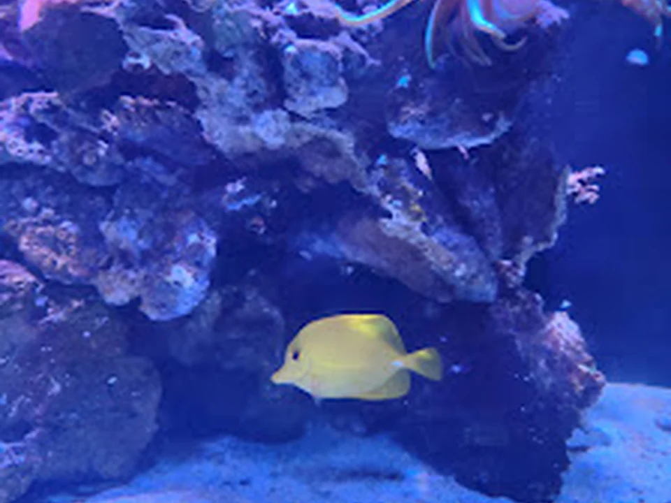 Acuario Interactivo