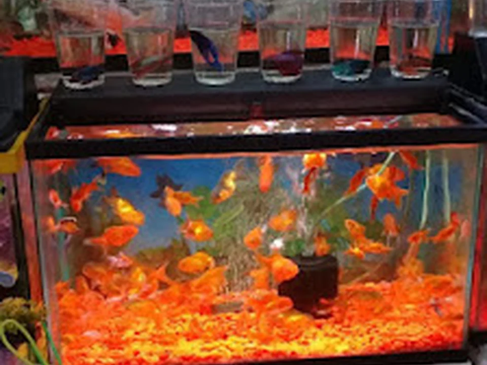 Acuario Las Güeras