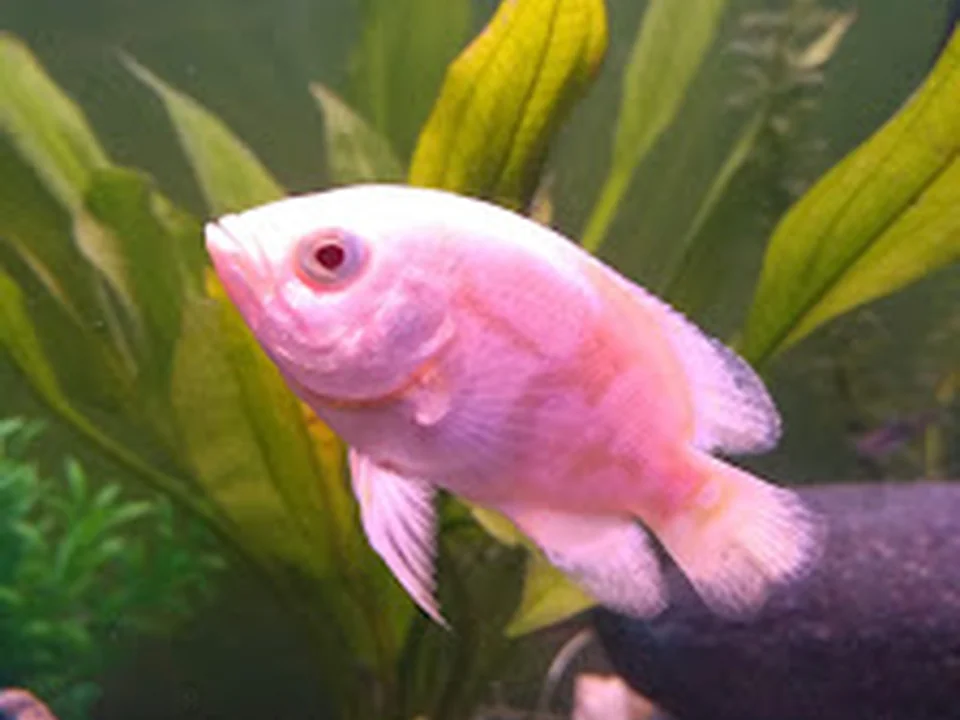 Acuario Oscar's