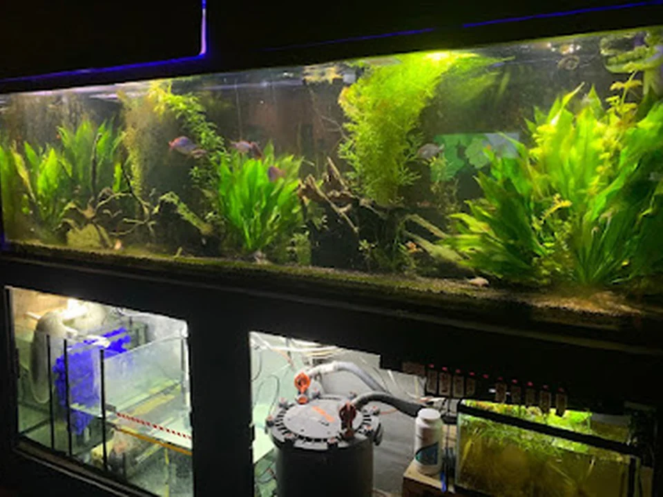 Acuario Pet''s