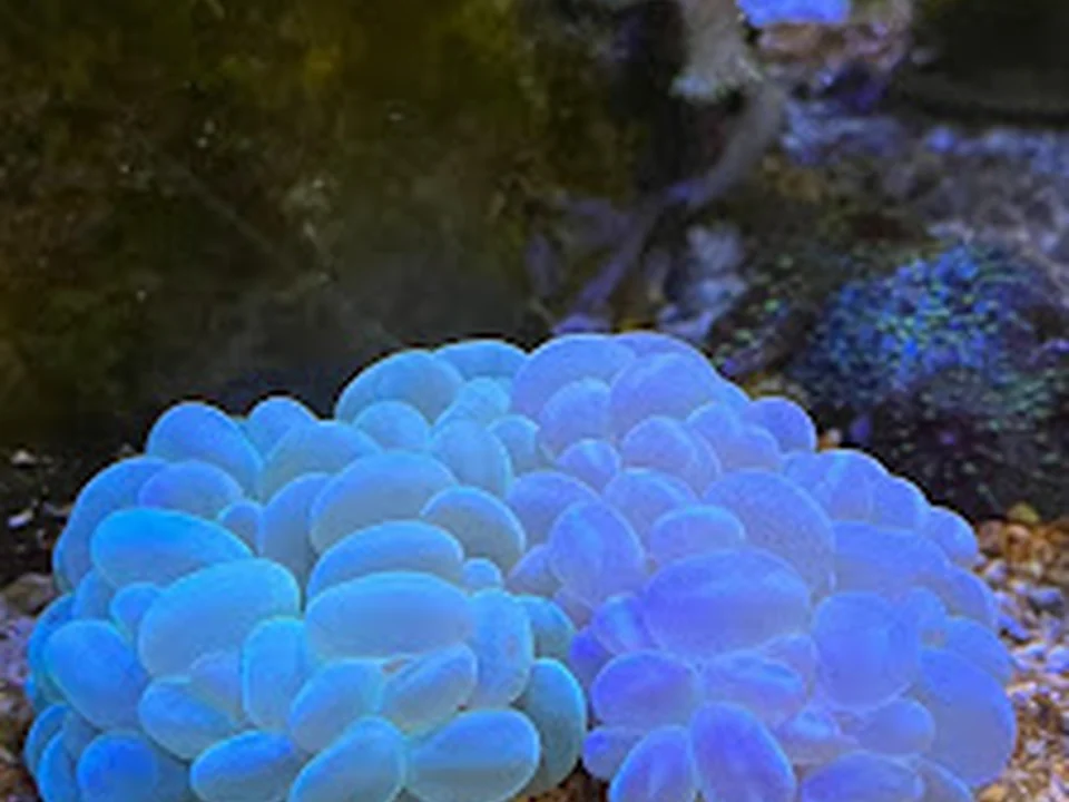 Acuario ReefServices