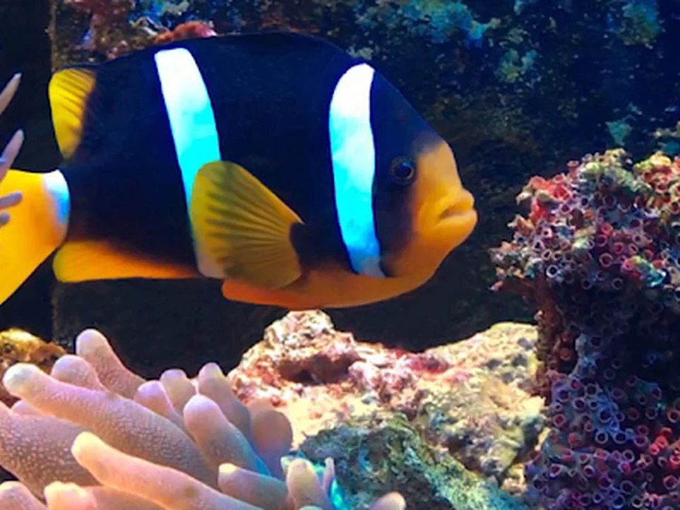 ACUARIO ROSARIO