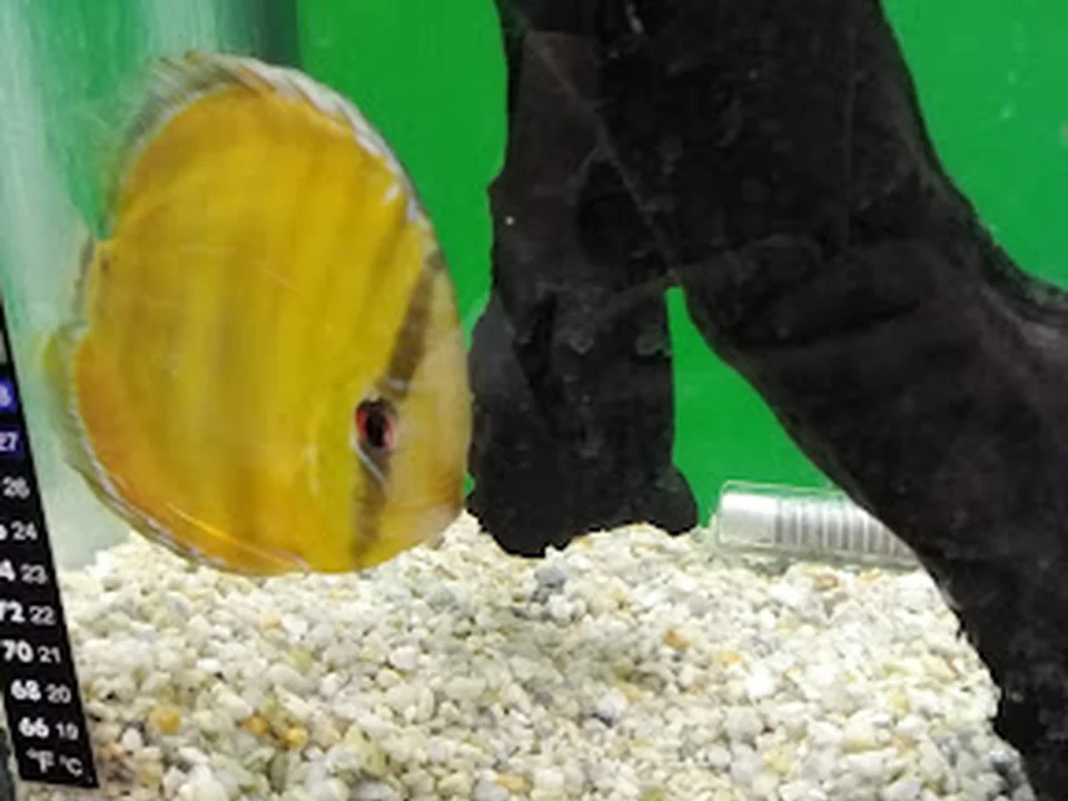ACUARIO VIDA ACUATICA