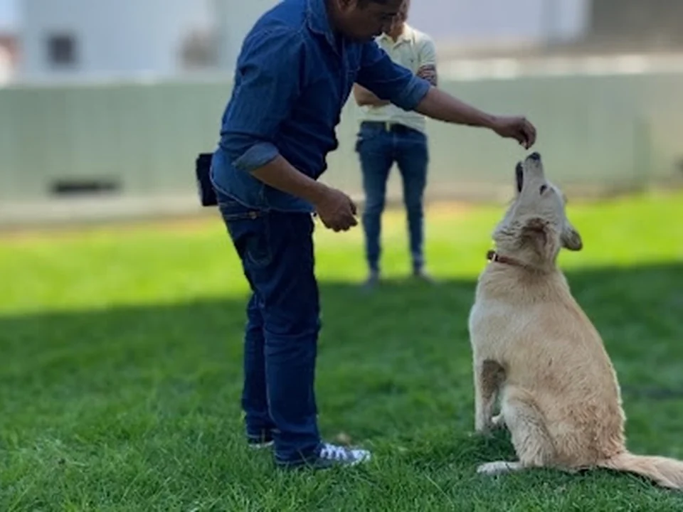 Adiestramiento Canino CDMX – Adiestramiento Urbano MX)