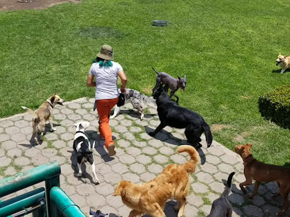 Integración Canina - Adiestramiento Canino