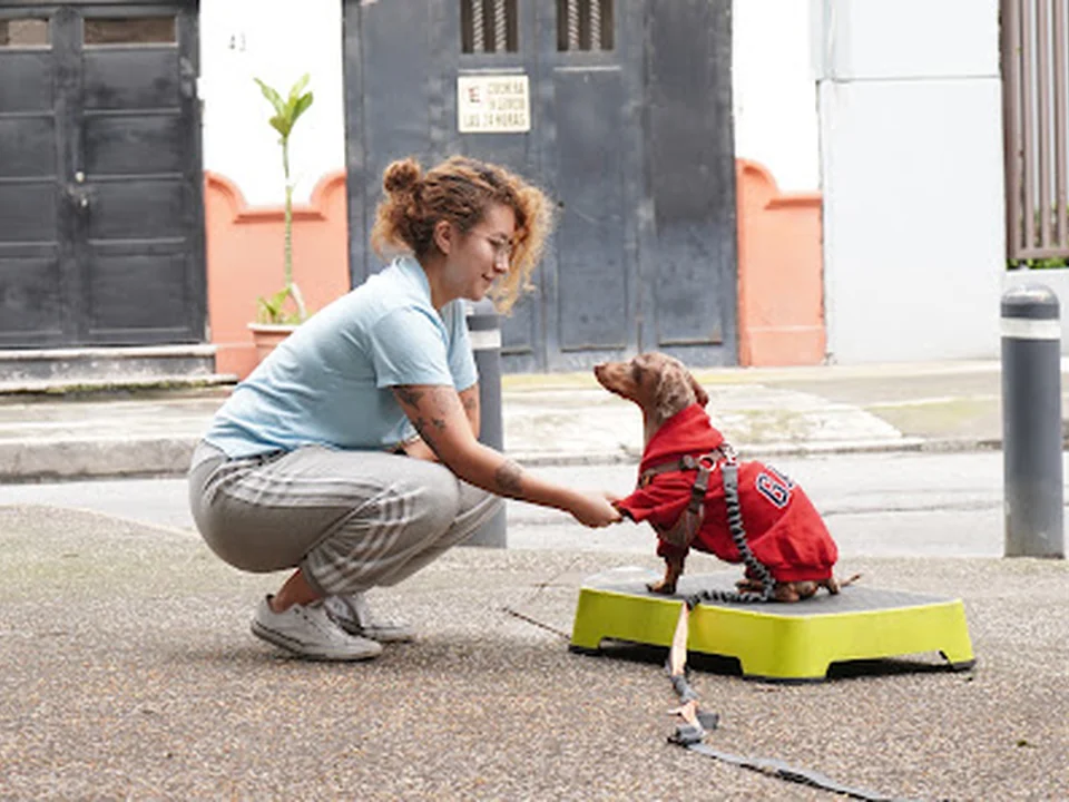 NOYOLA | Adiestramiento canino