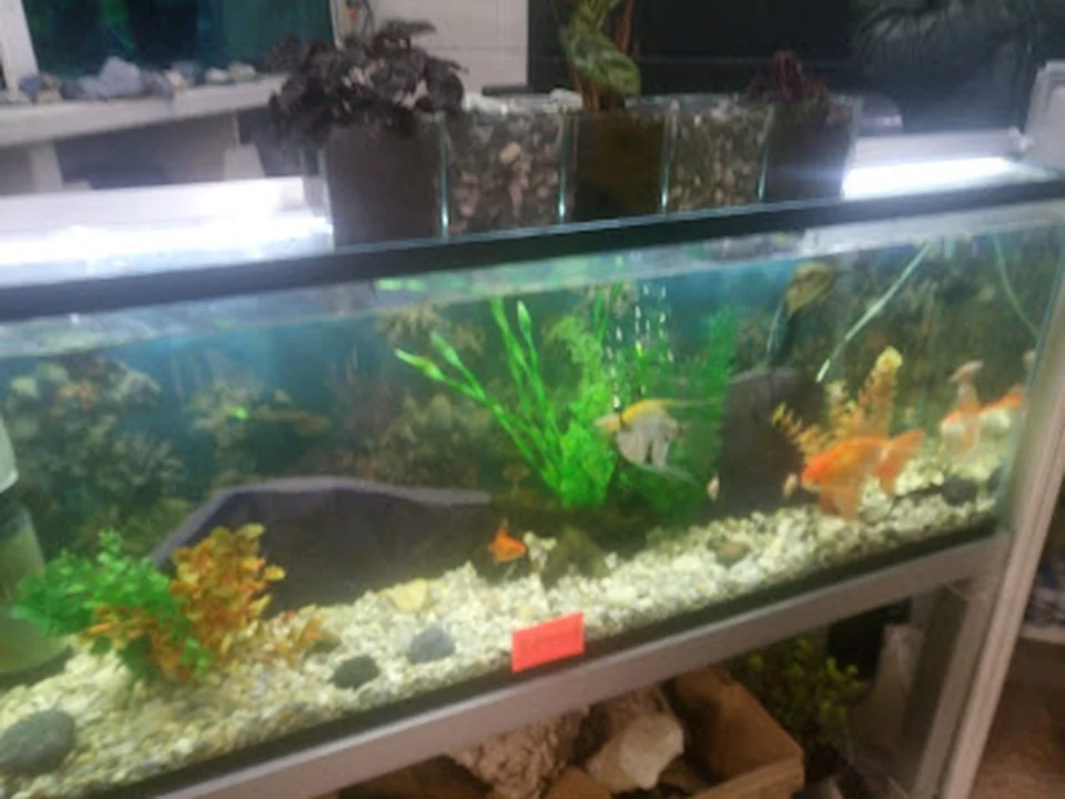 suname acuario