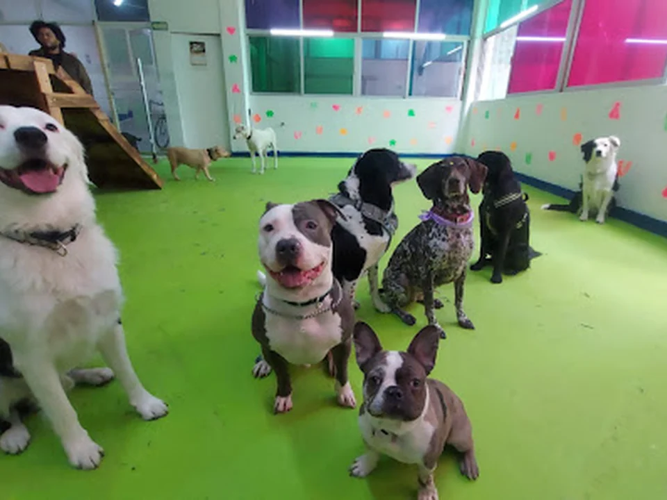 Roma Dogs Club, Ciudad de México