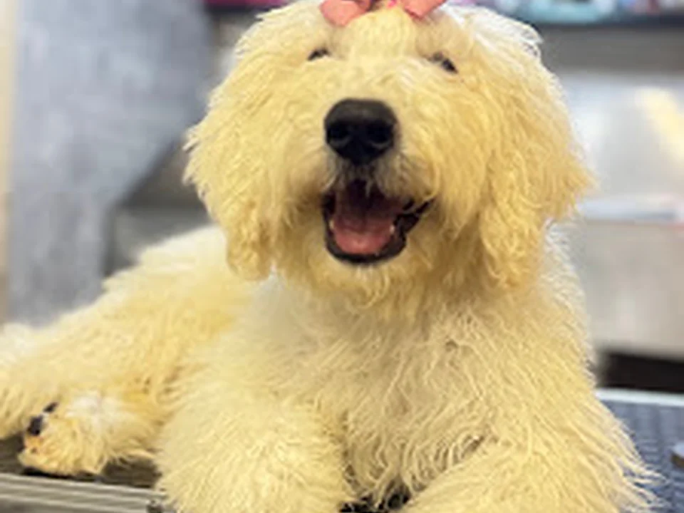 Estética canina Best in Show Grooming, Ciudad de México