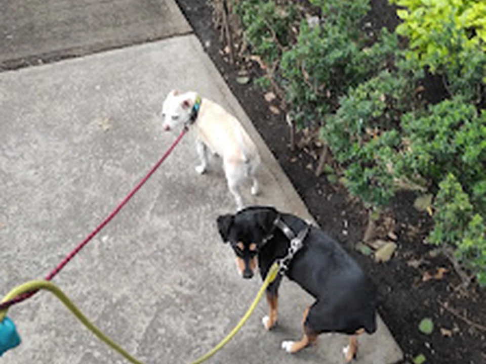 GAUBO, Hotel para perros. Pensión, guardería y paseos caninos, Ciudad de México