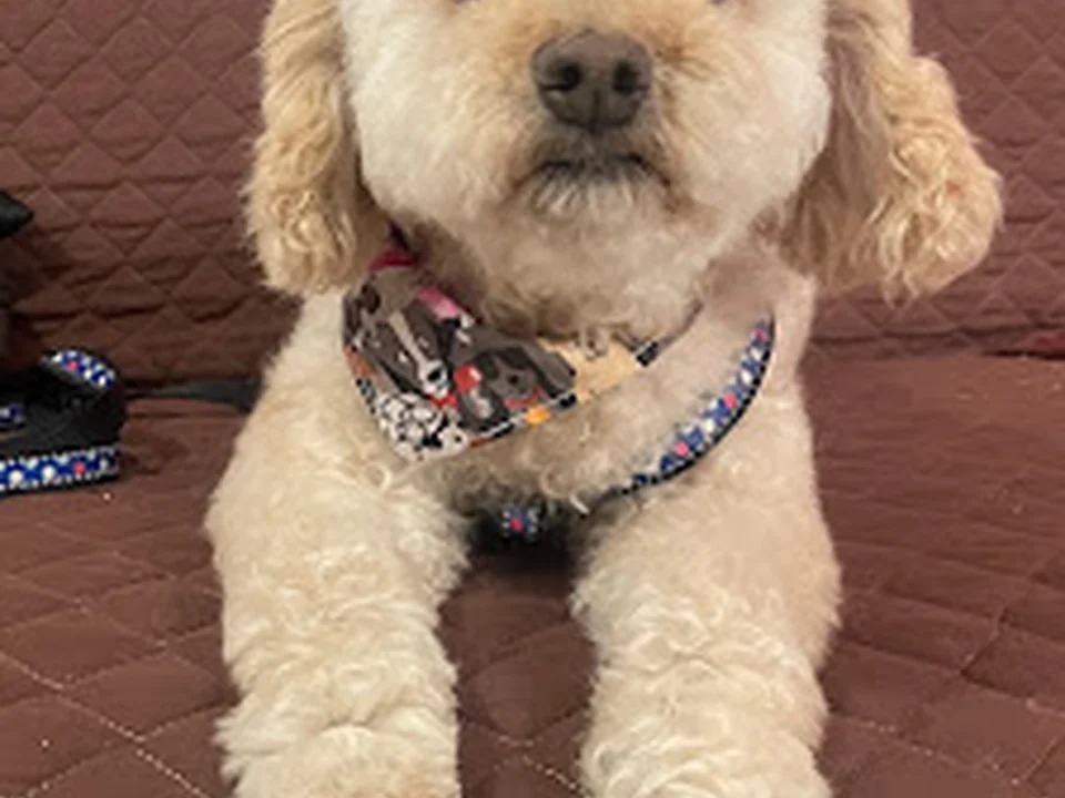 Estética Canina "MASCOTAS CON BARBA", Ciudad de México