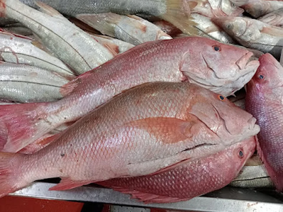 "El Navegante" Introductora y Distribuidora de Pescados y Mariscos, Ciudad de México