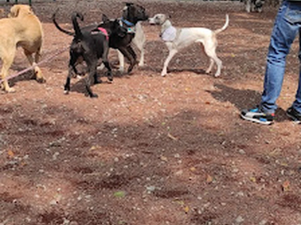 Área Canina para Perros Medianos y Grandes, Ciudad de México