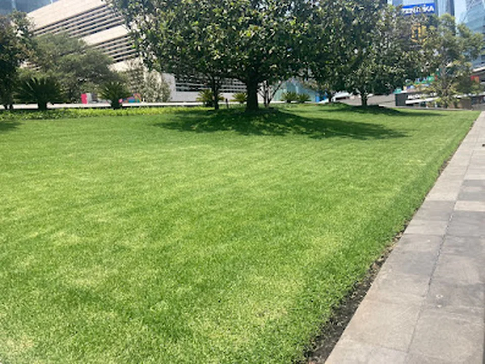 Jardify Jardinería y Paisajismo Insurgentes Sur, Ciudad de México