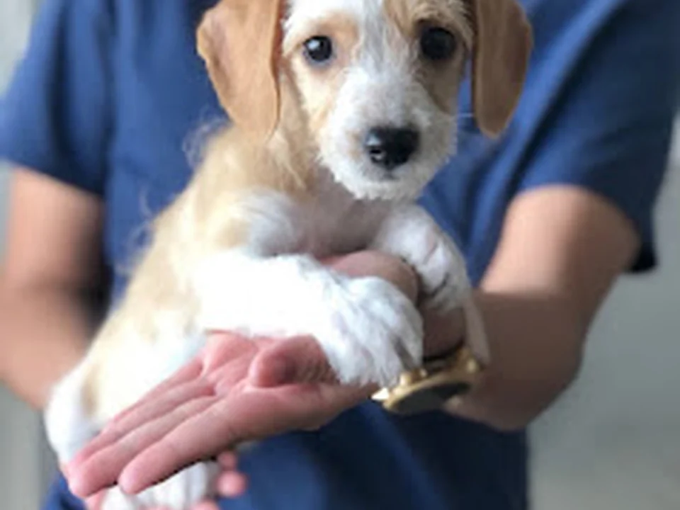 Hospital Veterinario De Especialidades Chapultepec, Ciudad de México