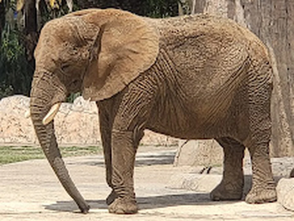 Zoológico San Juan de Aragón, Ciudad de México