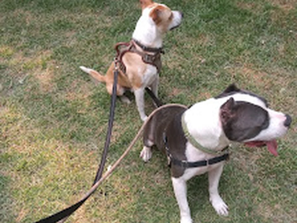 Paseo de perros ''El Buen Perro '', Ciudad de México