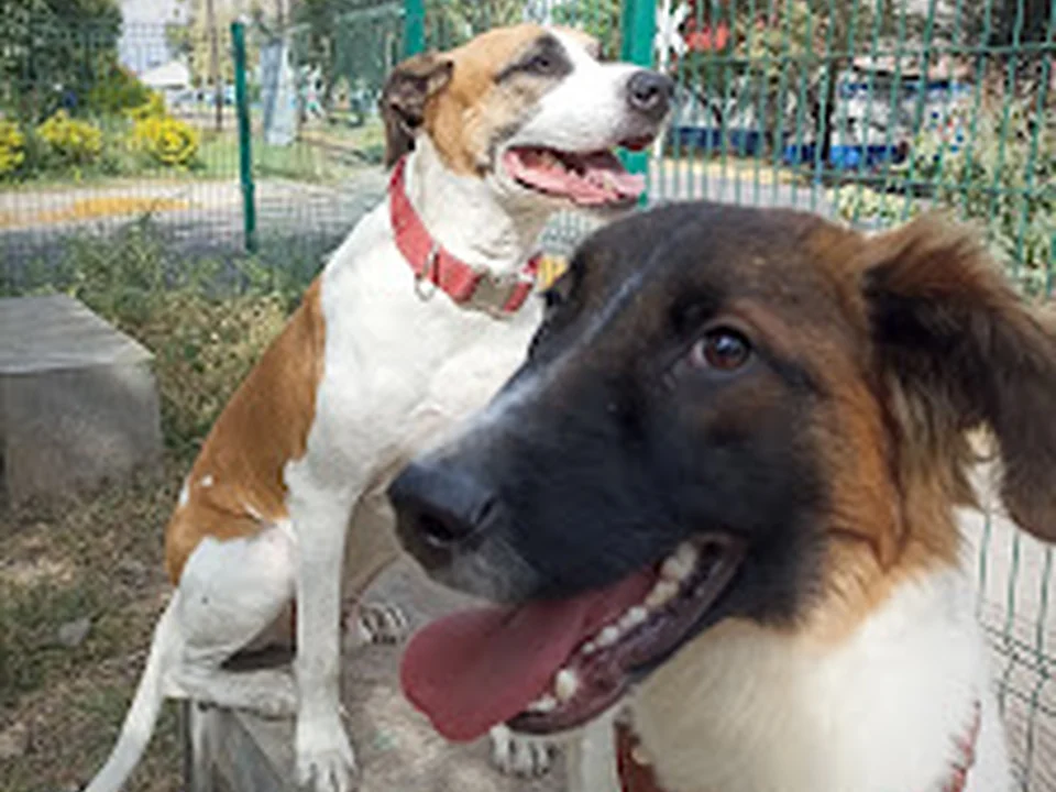 Paseador de perros, Ciudad de México