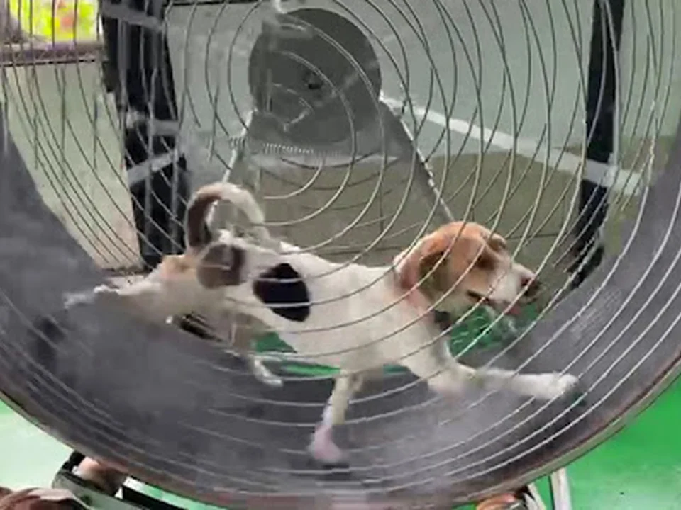 Bravo Perro, Ciudad de México