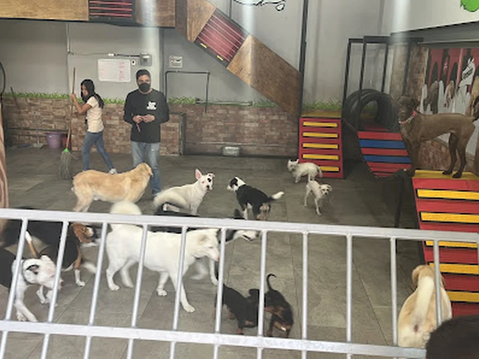 Just Like Home - ¡El mejor lugar para consentir y cuidar a tu perro! Estética, Veterinaria, Guardería Fitness, Pensión y más, Ciudad de México