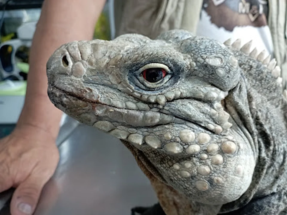 Tepayaxin Clínica Veterinaria, Ciudad de México