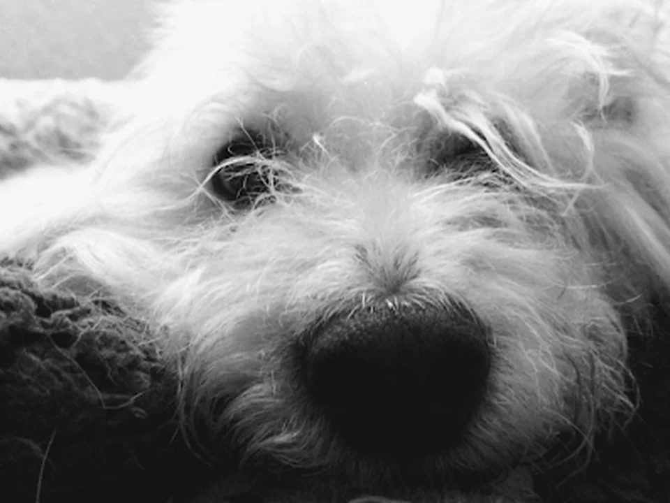Bongo Pet Salon, Ciudad de México