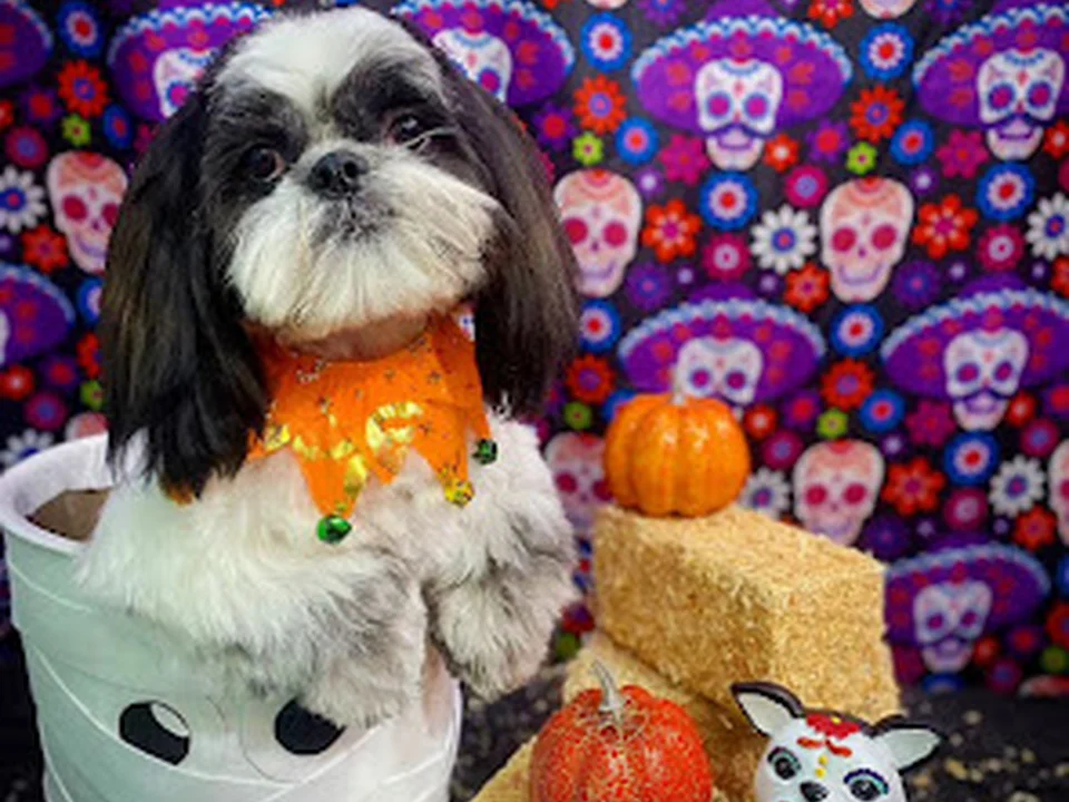 Nickary Narvarte: Peluquería Canina y Felina., Ciudad de México