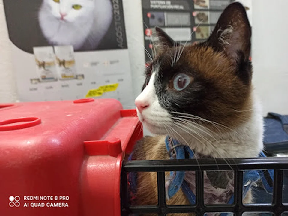 Hospital Veterinario, Ciudad de México