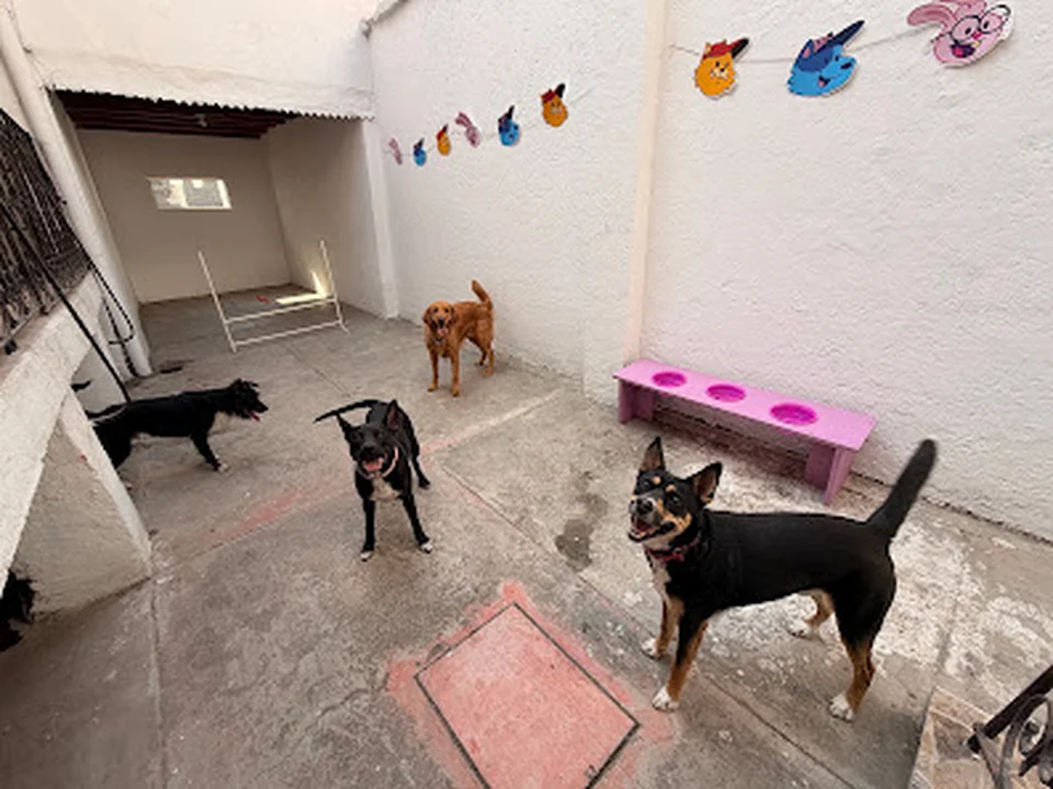 Cuidando a tu amigo. Hotel y guardería para mascotas, Ciudad de México