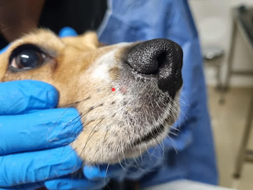 HOPE Hospital Veterinario de Oncología Veterinaria | Oncólogos Veterinarios en CDMX, Ciudad de México