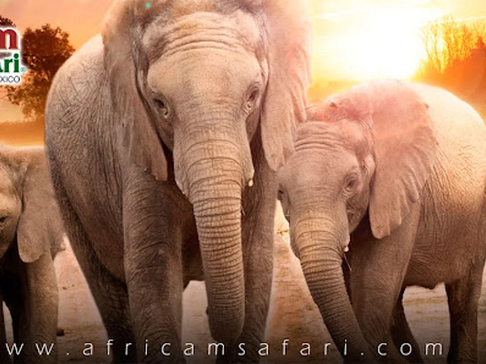 Africam Safari, Ciudad de México