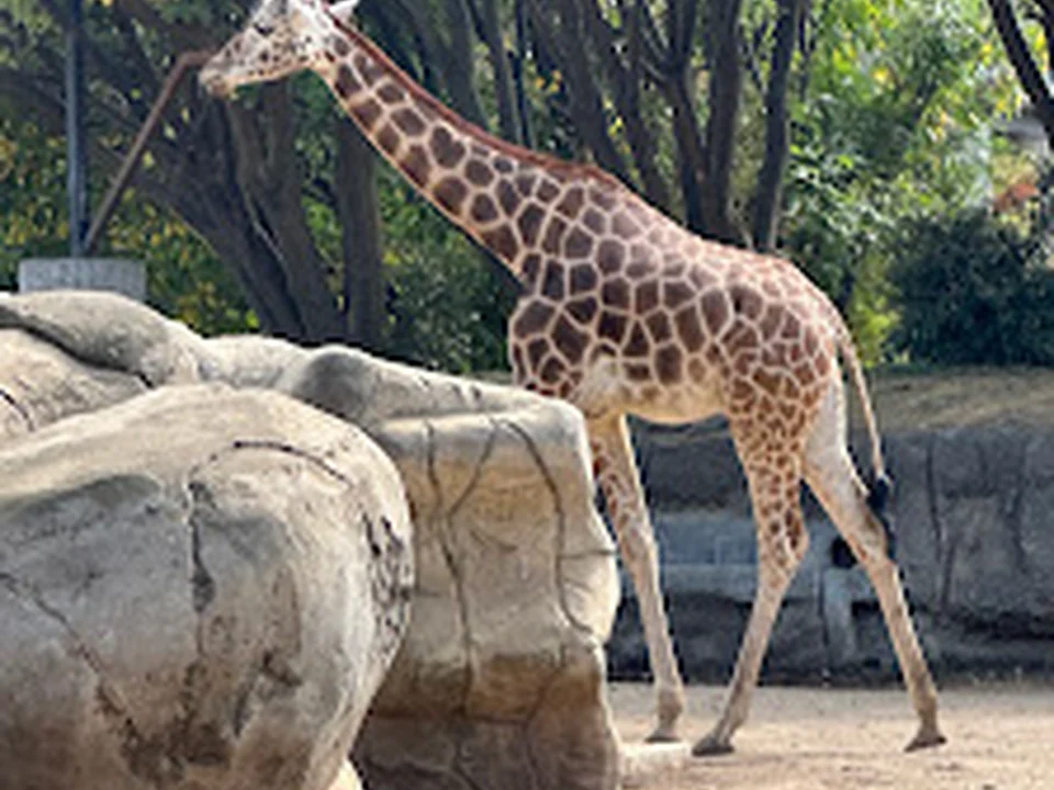 Zoológico de Chapultepec, Ciudad de México