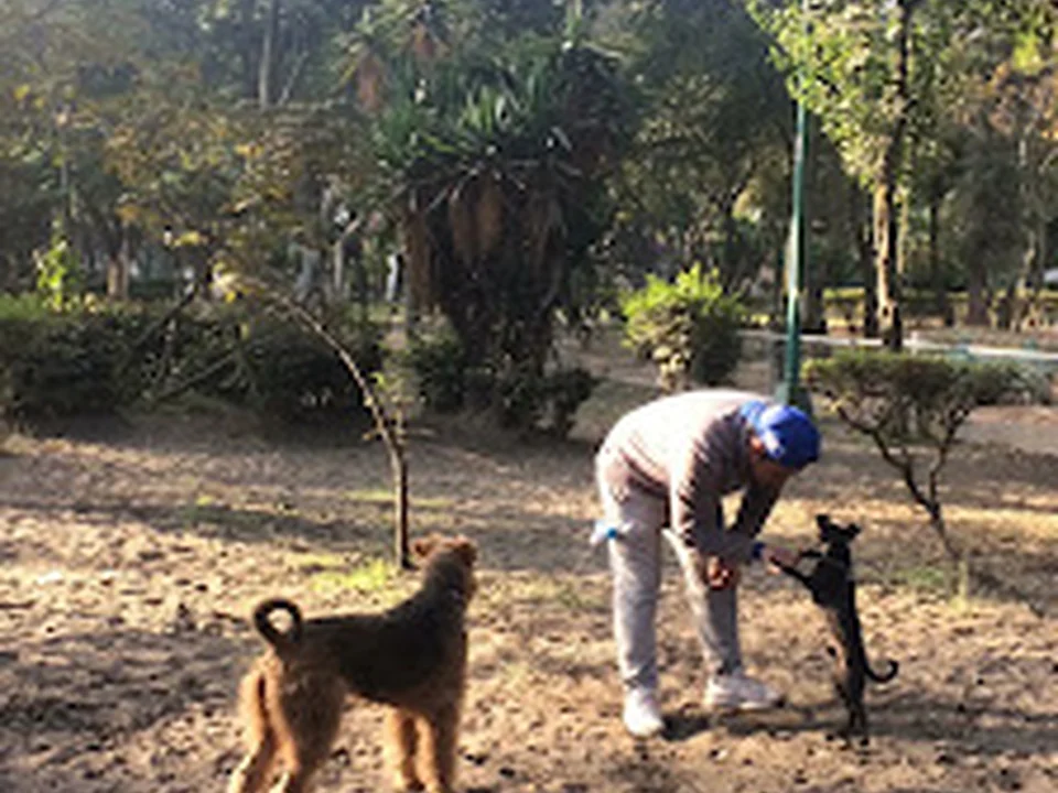 Área De Perros, Ciudad de México
