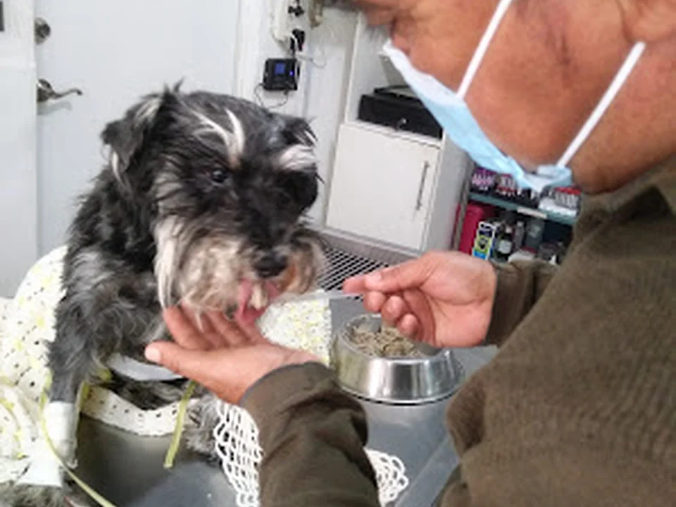 Unidad Clínica Veterinaria Centro, Ciudad de México