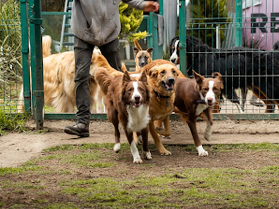 Cannes Residencia | Hotel, Guardería y Pensión para Perros, Ciudad de México