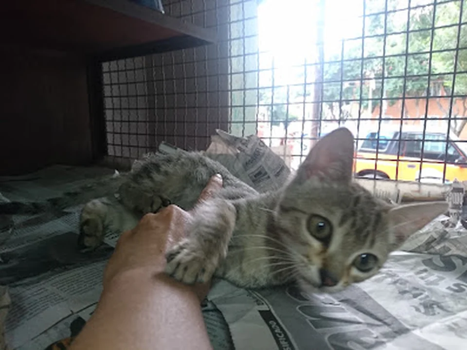 En Busca De Un Hogar, Ciudad de México