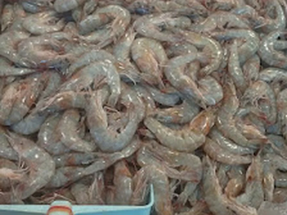 PESCANDOS Y MARISCOS "YEPEZ", Ciudad de México