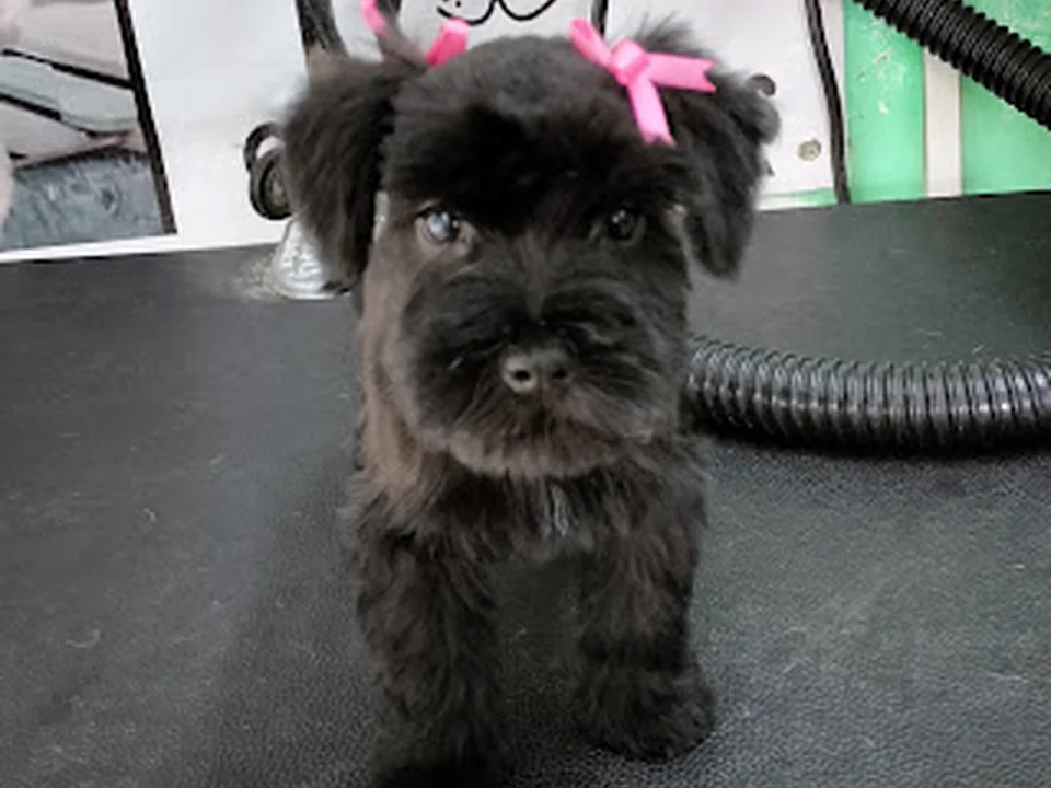 Guaperrimos Estética Canina By Clo, Ciudad de México