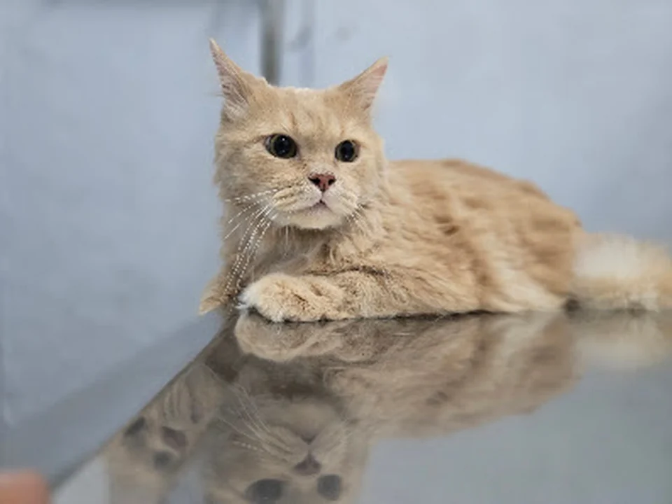 Clinica Veterinaria Santa Maria, Ciudad de México