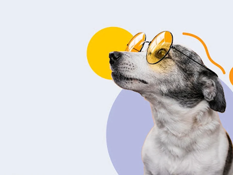Smart Dogs, Ciudad de México
