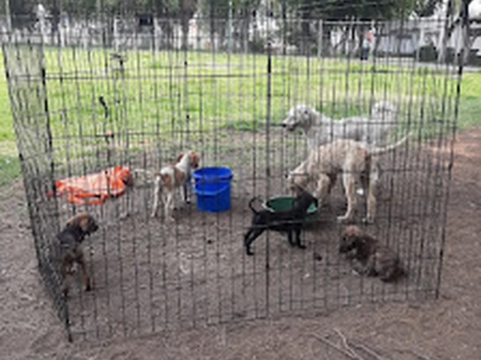 Albergue de Perros y Gatos de la Central de Abasto, Ciudad de México