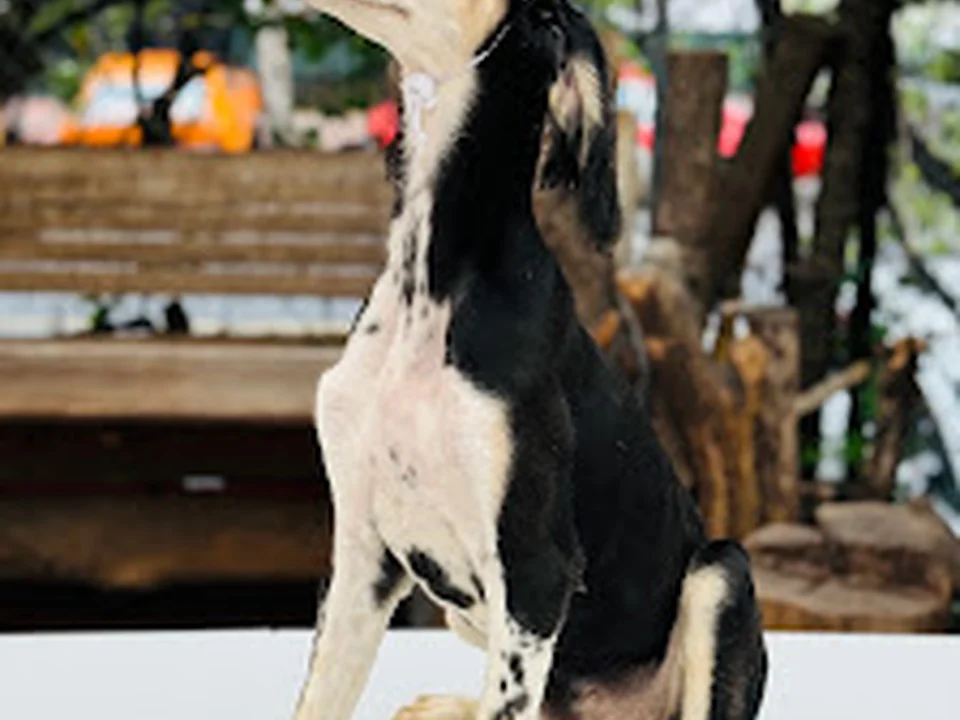 Soul of a Wolf | Estancia Canina, Ciudad de México